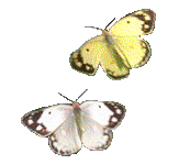  (163x149, 20Kb)