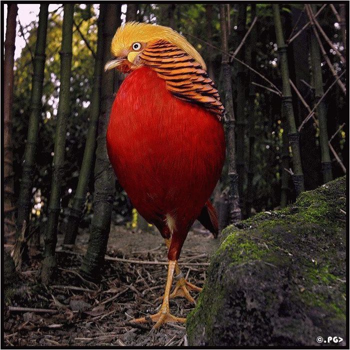 (700x700, 127Kb)