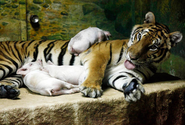 ss-100903-animal-species-adoption-tiger-pig_ss_full (600x407, 132 Kb)