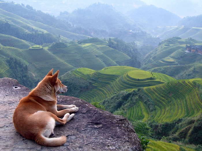 Animals_Dogs_Hachiko_021665_ (700x525, 122 Kb)