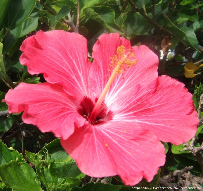 DSCF9811 copy (700x659, 156 Kb)