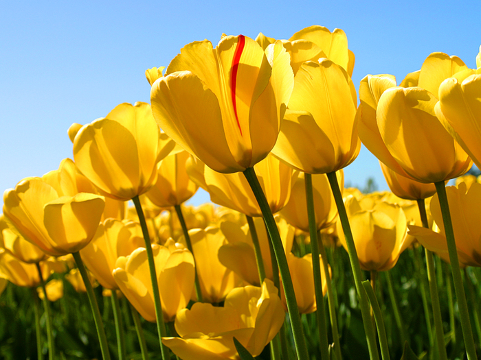 Tulips (700x525, 380 Kb)