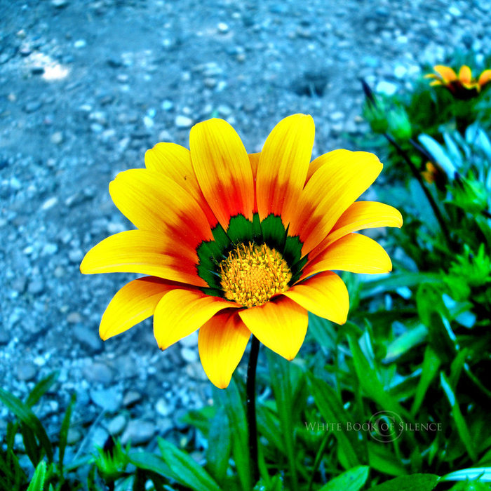  (700x700, 157Kb)