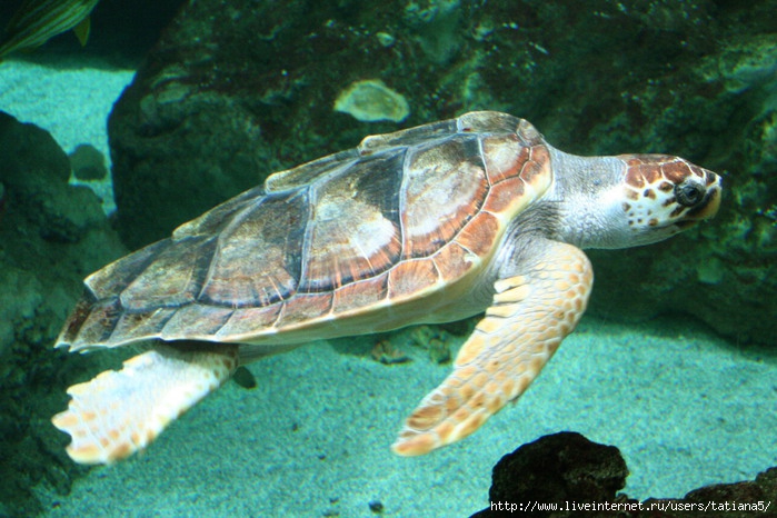 Caretta_caretta_060417w2 (699x466, 120 Kb)