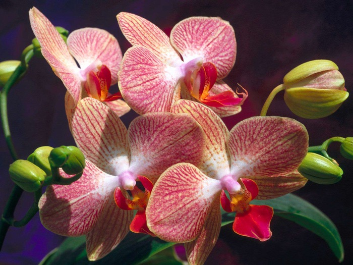 Flowers_-_Orchids (700x525, 118 Kb)