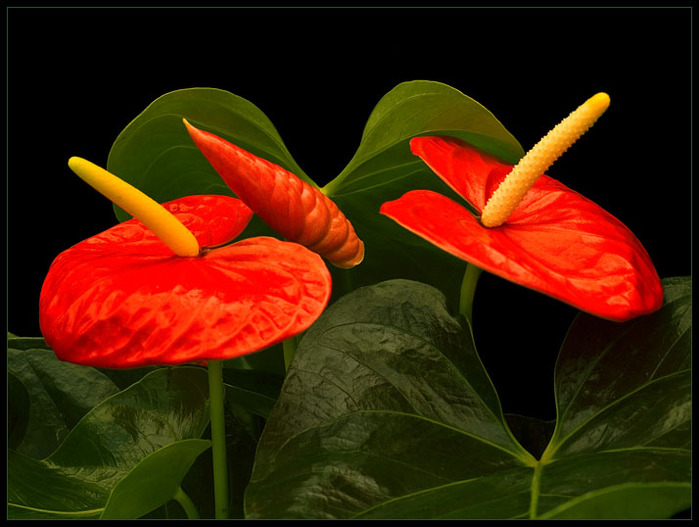  (699x527, 102Kb)