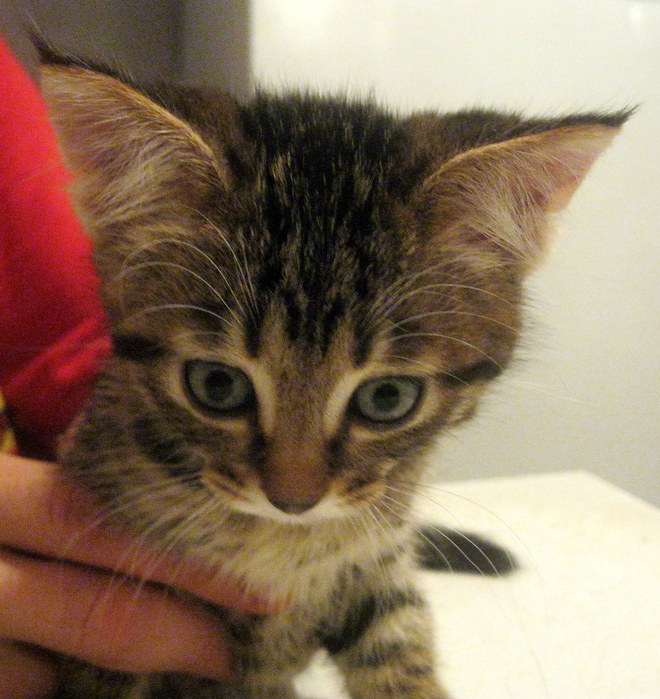 IMG_0252 (660x699, 116 Kb)