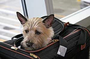 dog-airline-carrier (300x199, 13 Kb)