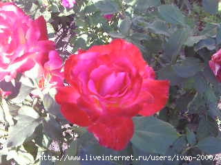  (320x240, 11Kb)