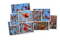    Erythrina