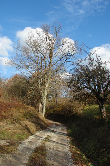 DSC07009 (465x699, 213 Kb)