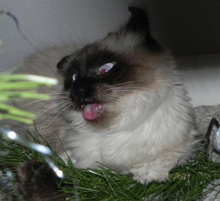 049 - Copy (450x412, 40 Kb)