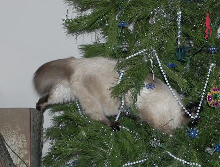 001 - Copy (445x337, 54 Kb)