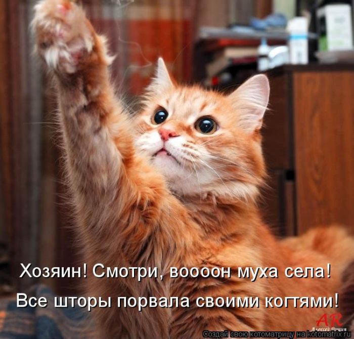 http://img1.liveinternet.ru/images/attach/c/2//69/623/69623690_1295732336_kotomatrix_38.jpg
