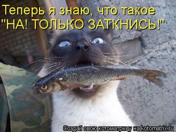 http://img1.liveinternet.ru/images/attach/c/2//69/623/69623698_1295732383_kotomatrix_48.jpg