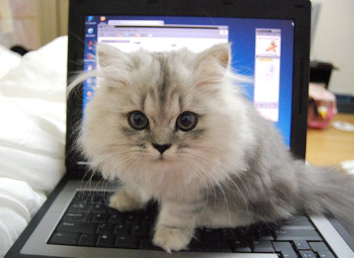 45189478_1245136999_cutestpictureintheworld (500x364, 66 Kb)