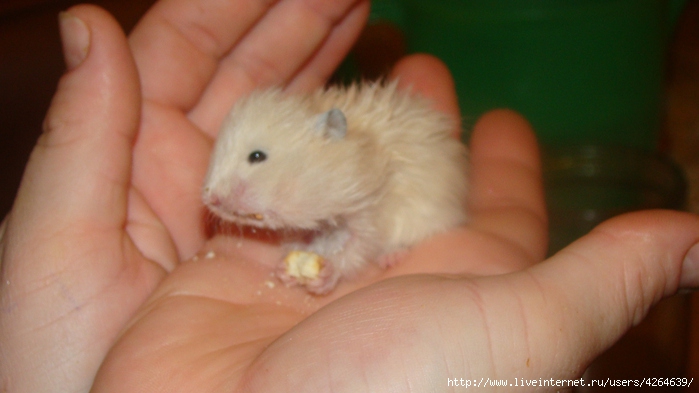 DSC00960 (699x393, 110 Kb)