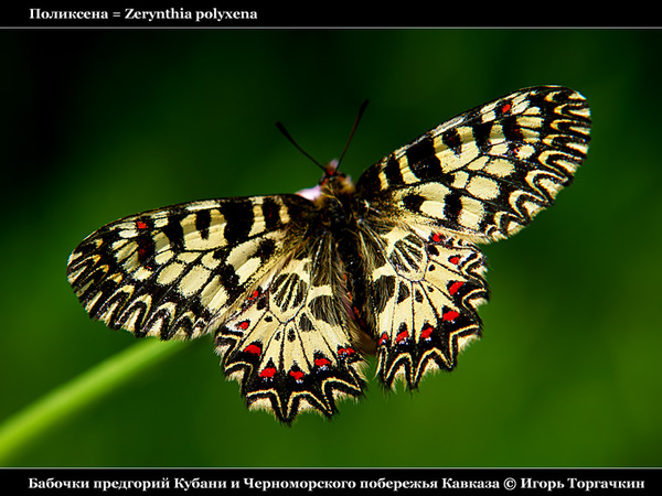  (600x450, 137Kb)