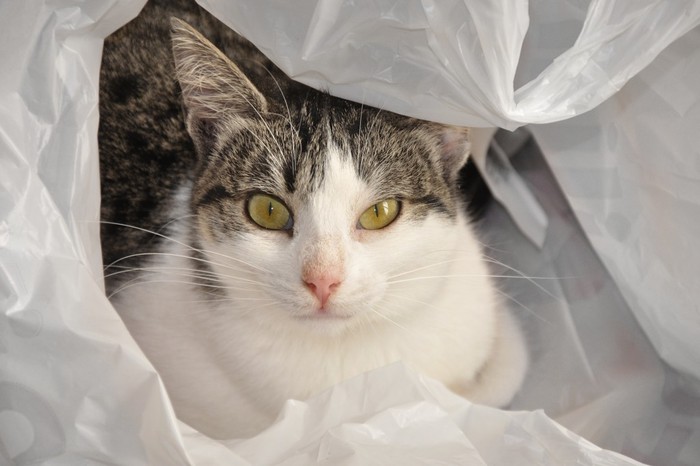a-cat-in-the-bag-by-straymuse-1024x682 (700x466, 59 Kb)