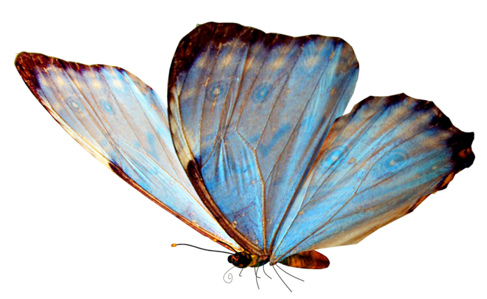 Салфетка для декупажа Бабочки разноцветные, 33х33 см, Голландия