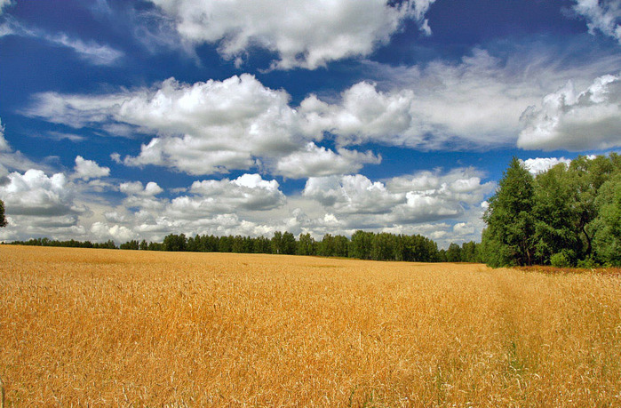 Русское поле фото