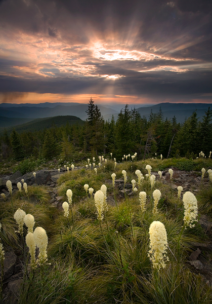 Марк адамус фотографии