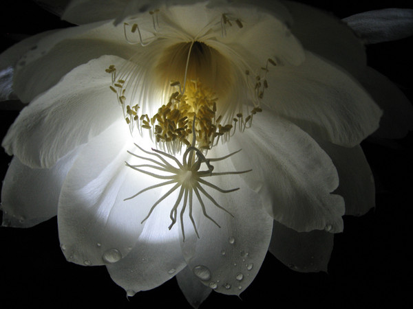 Ночная царица цветок фото