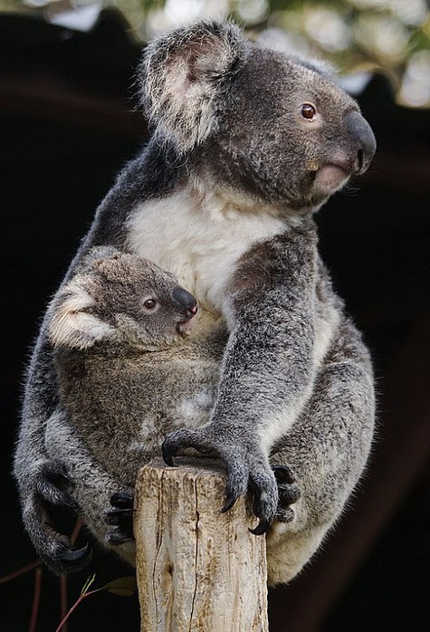 Коала белая фото