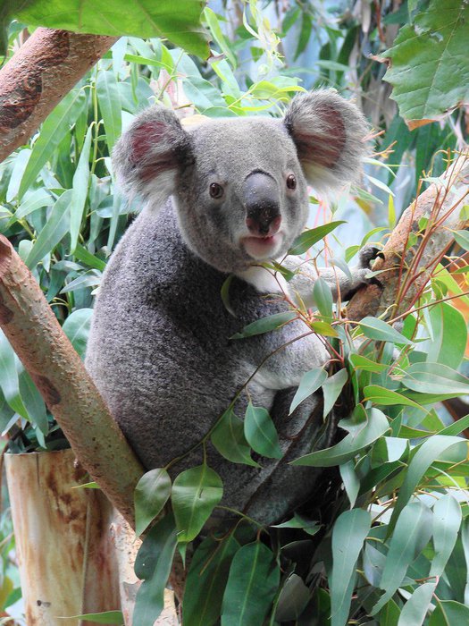 Красная коала. Коала на эвкалипте. Эвкалипт в Австралии с коалой. Коала эвкалиптовый мишка. Коала на бамбуке.