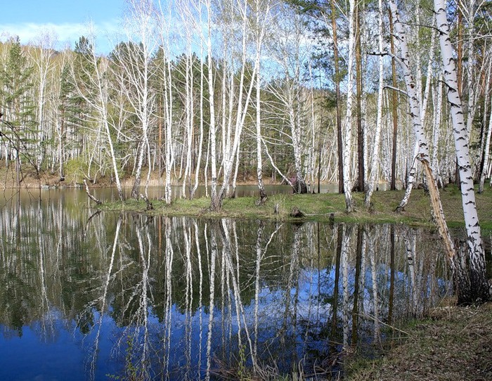 Береза над водой фото