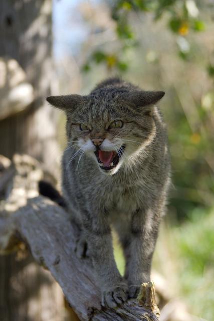 Голландские коты фото