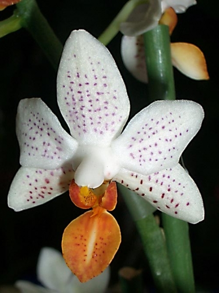 Цвета орхидей фаленопсис натуральные фото