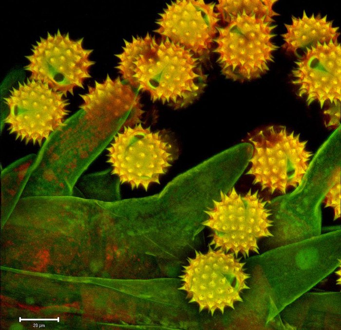 Пыльца в кале под микроскопом фото