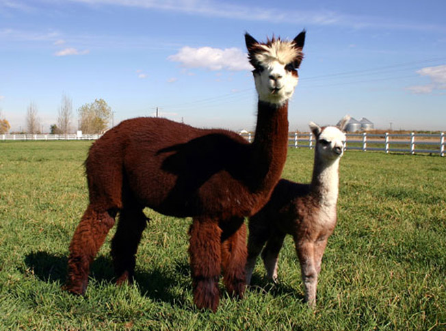 http://img1.liveinternet.ru/images/attach/c/2/67/138/67138855_alpaca2.jpg