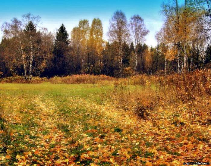 Точно терем. Над светлою поляной. Светлая Поляна. Луга осенью Багряная лучшие фото. Фото леса осеннего лилового золотого Багряного над светлой поляной.