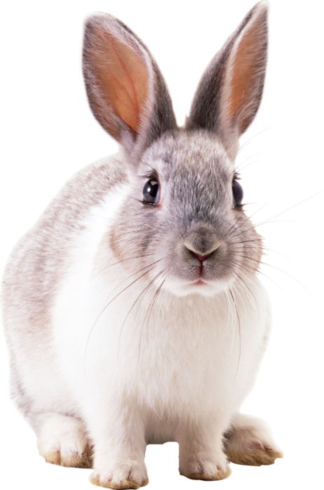 Кролик фото на белом фоне