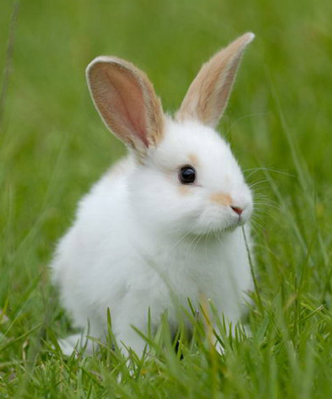 http://img1.liveinternet.ru/images/attach/c/2/68/936/68936275_6687112363ddb2849b05918d92749301.jpg