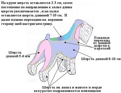 Стрижка черного терьера схема