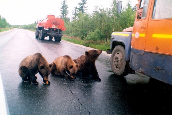 Медведь авто вятские поляны