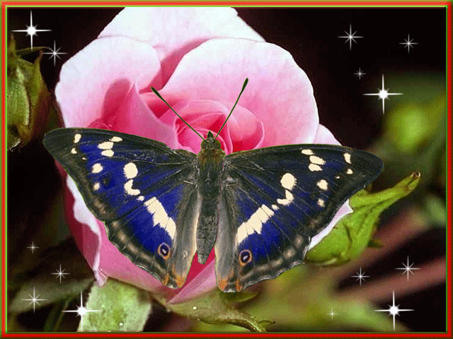 Живые бабочки с цветами. Анимация бабочки. Мерцающие бабочки на цветах. Анимированные бабочки на цветах. Бабочка на цветке гиф.