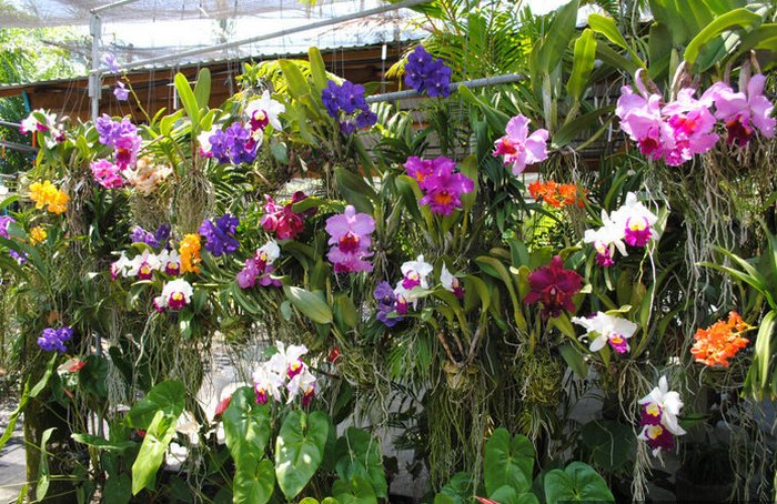 Как растут орхидеи в тайланде фото