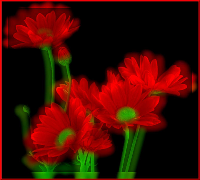 Красные цветы на черном фоне картинки