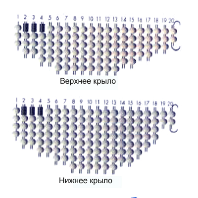 Строение стрекозы схема