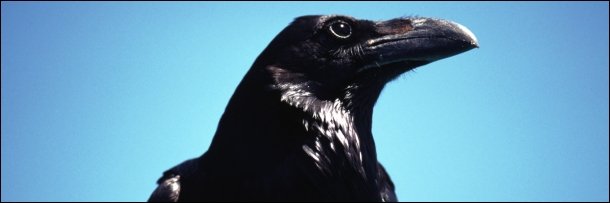 Дневники ворон. The Crow тату.