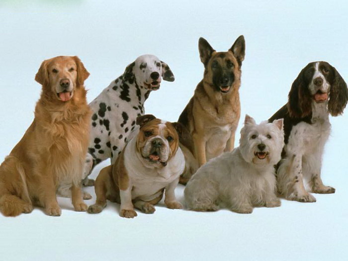 Фото породистых собак