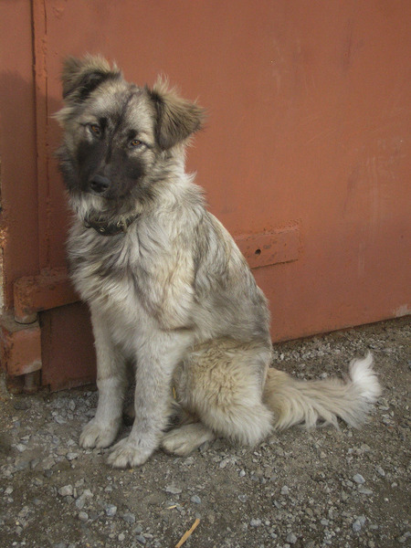 P1010065 (450x600, 99Kb)