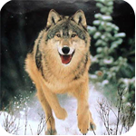 4292192_volk (150x150, 50Kb)