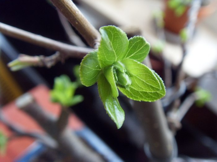 SDC11125 (700x525, 211Kb)