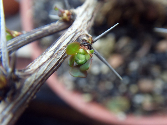 SDC11119 (700x525, 212Kb)