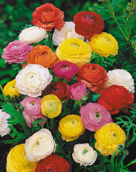 Ranunculus-mixed (474x600, 171Kb)